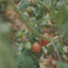 Tomatoes growing on a plant with green leaves