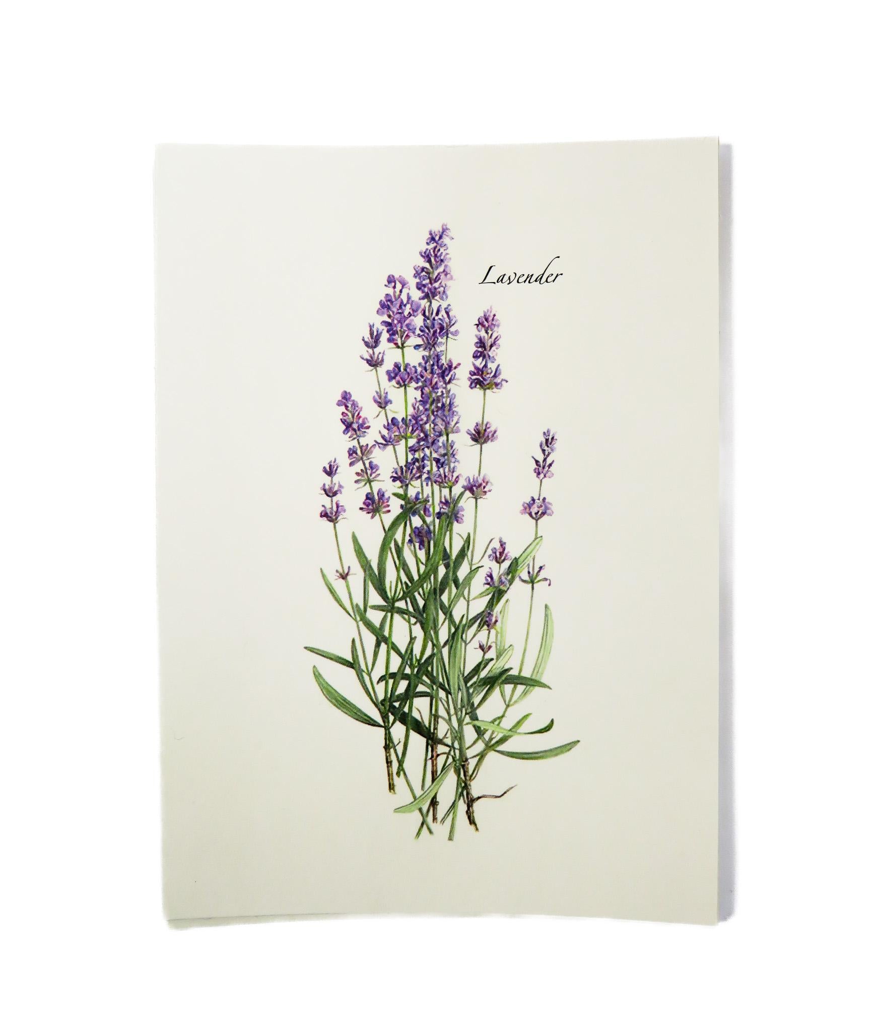 E.S.+W. Boxed Notes - Lavender