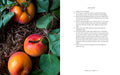 Book page with persimmons and green leaves on one side and text on the other