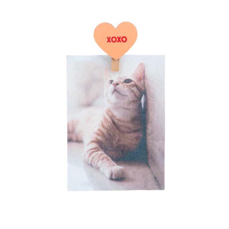 Card with a cat and heart-shaped stick with 'XOXO' on it against a white background