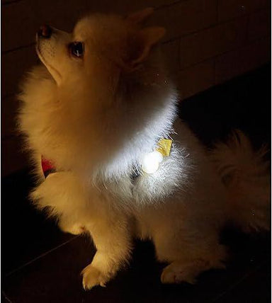 Kikkerland Dog Light Up Name Tag – LED Safety Tag for Night Walks.