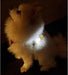Kikkerland Dog Light Up Name Tag – LED Safety Tag for Night Walks.