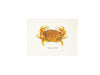 Dungeness Crab cards