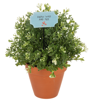 Potted plant with a decorative sign on a white background