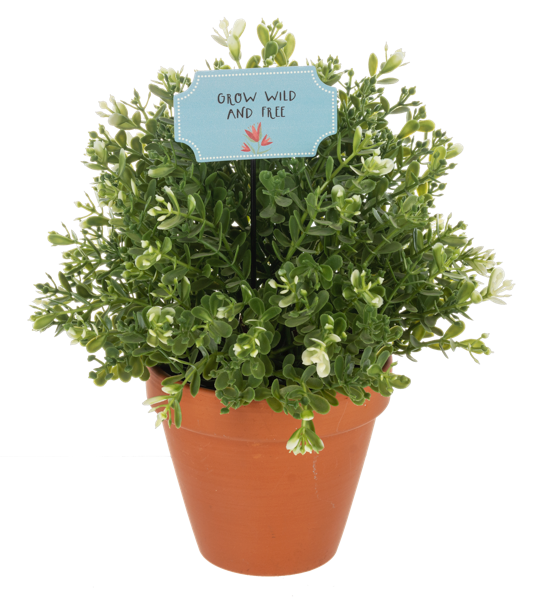 Potted plant with a decorative sign on a white background