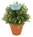 Potted plant with a decorative sign on a white background