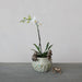 Potted orchid with decorative frogs on a gray surface and background