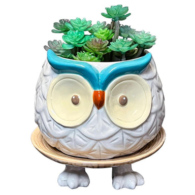 Ceramic owl planter with succulents on a white background