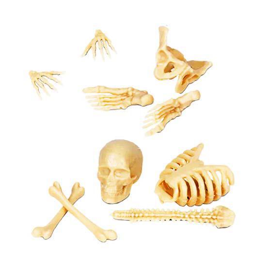 Itty bitty bones display