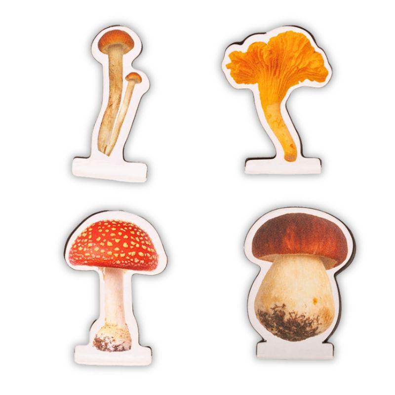 Four different types of mushrooms on a white background