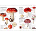 Mushrooms Book: Your Comprehensive Guide to Wild Fungi Foraging page