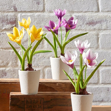Three potted tulip plants in white pots on a wooden surface with a brick wall background.