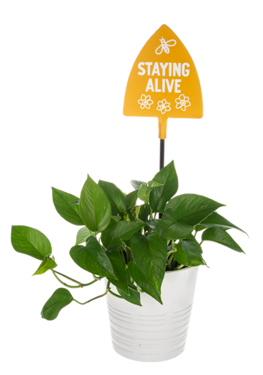 Potted plant with a yellow sign reading 'Staying Alive' on a white background