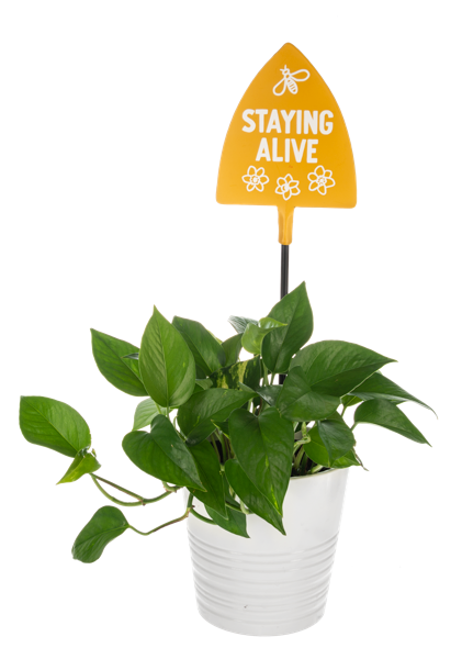 Potted plant with a yellow sign reading 'Staying Alive' on a white background