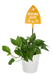 Potted plant with a yellow sign reading 'Staying Alive' on a white background