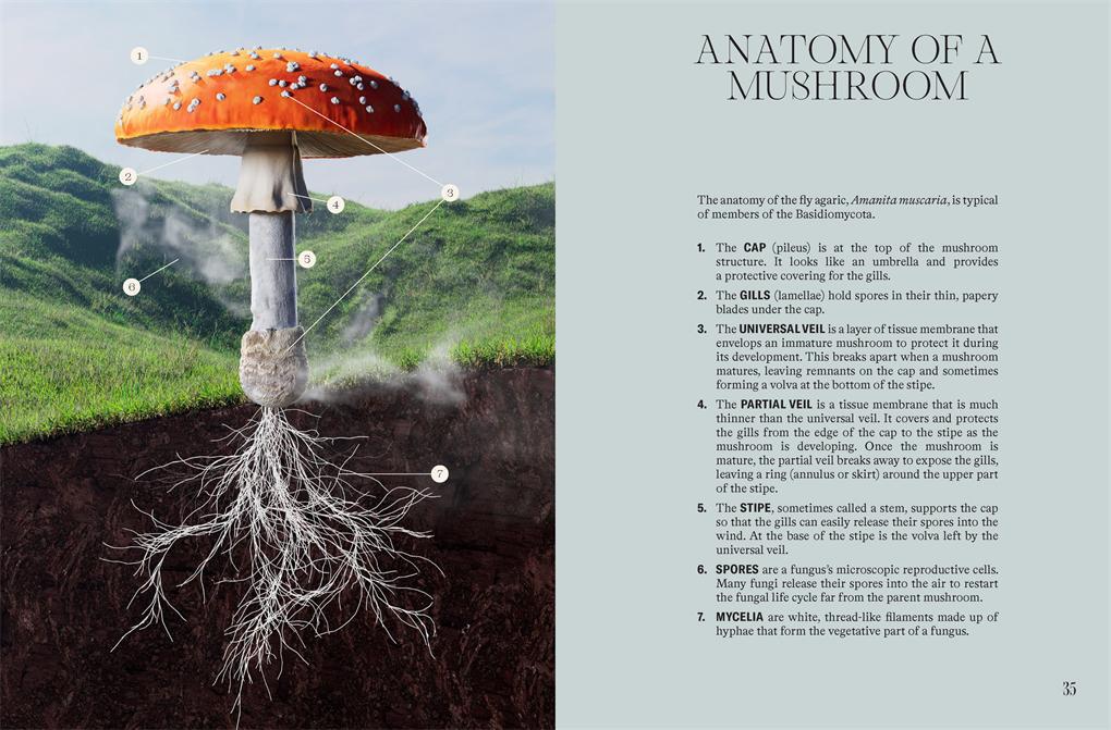 The Future Is Fungi book  page 35