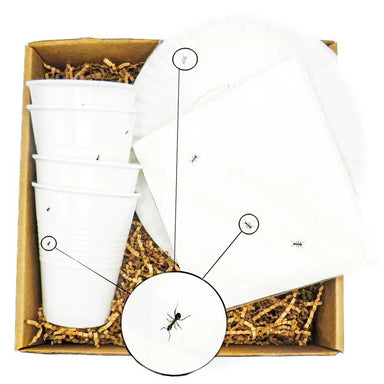 a picnic box set made up of white melamine solo cups, melamine white plates and white paper napkins all illustrated with small ants crawling around.