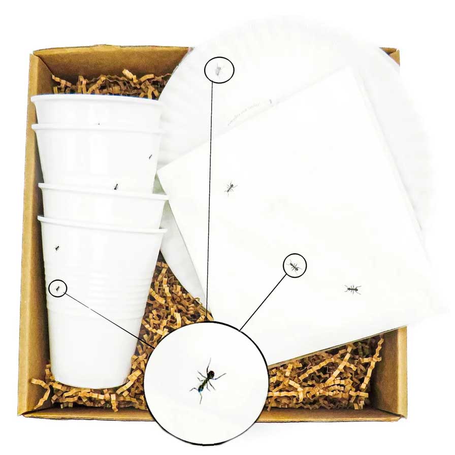 a picnic box set made up of white melamine solo cups, melamine white plates and white paper napkins all illustrated with small ants crawling around.