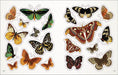 Bees Birds & Butterflies Sticker Anthology - Book - Port Gamble General Store & Cafe