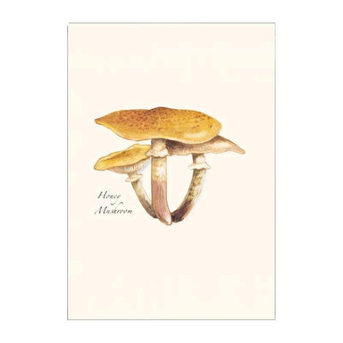 Boxed Blank Notes with Mushroom Drawings - E.S.+W. - Port Gamble General Store & Cafe