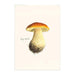 Boxed Blank Notes with Mushroom Drawings - E.S.+W. - Port Gamble General Store & Cafe