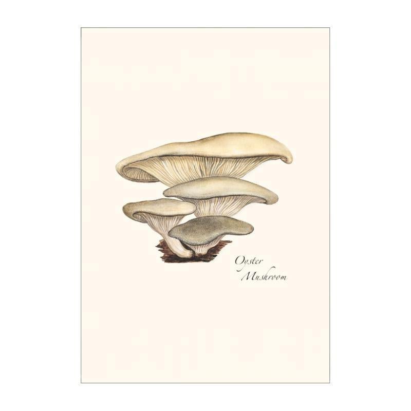 Boxed Blank Notes with Mushroom Drawings - E.S.+W. - Port Gamble General Store & Cafe