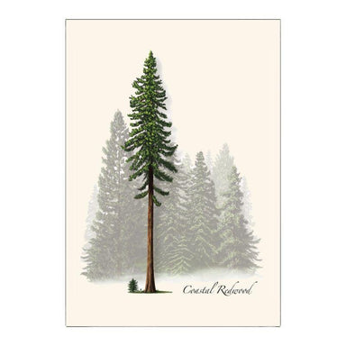 E.S.+W. Boxed Notes - Coastal Redwood - Port Gamble General Store & Cafe