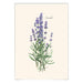 E.S.+W. Boxed Notes - Lavender - Port Gamble General Store & Cafe