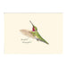 E.S.+W. Boxed Notes - Western Hummingbirds Asst - Port Gamble General Store & Cafe