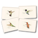 assortment of note cards Featuring stunning illustrations of Western Hummingbirds by artist Lore Rutan