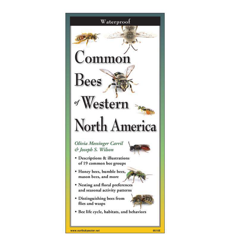 Sibley's Common Bees of Western NA