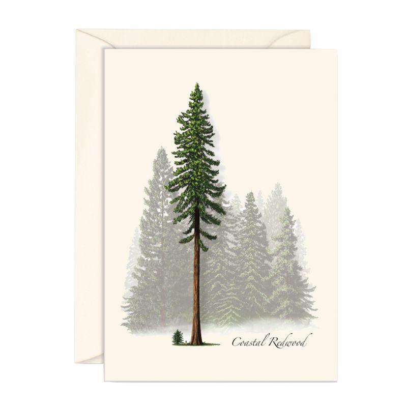 E.S.+W. Boxed Notes - Coastal Redwood