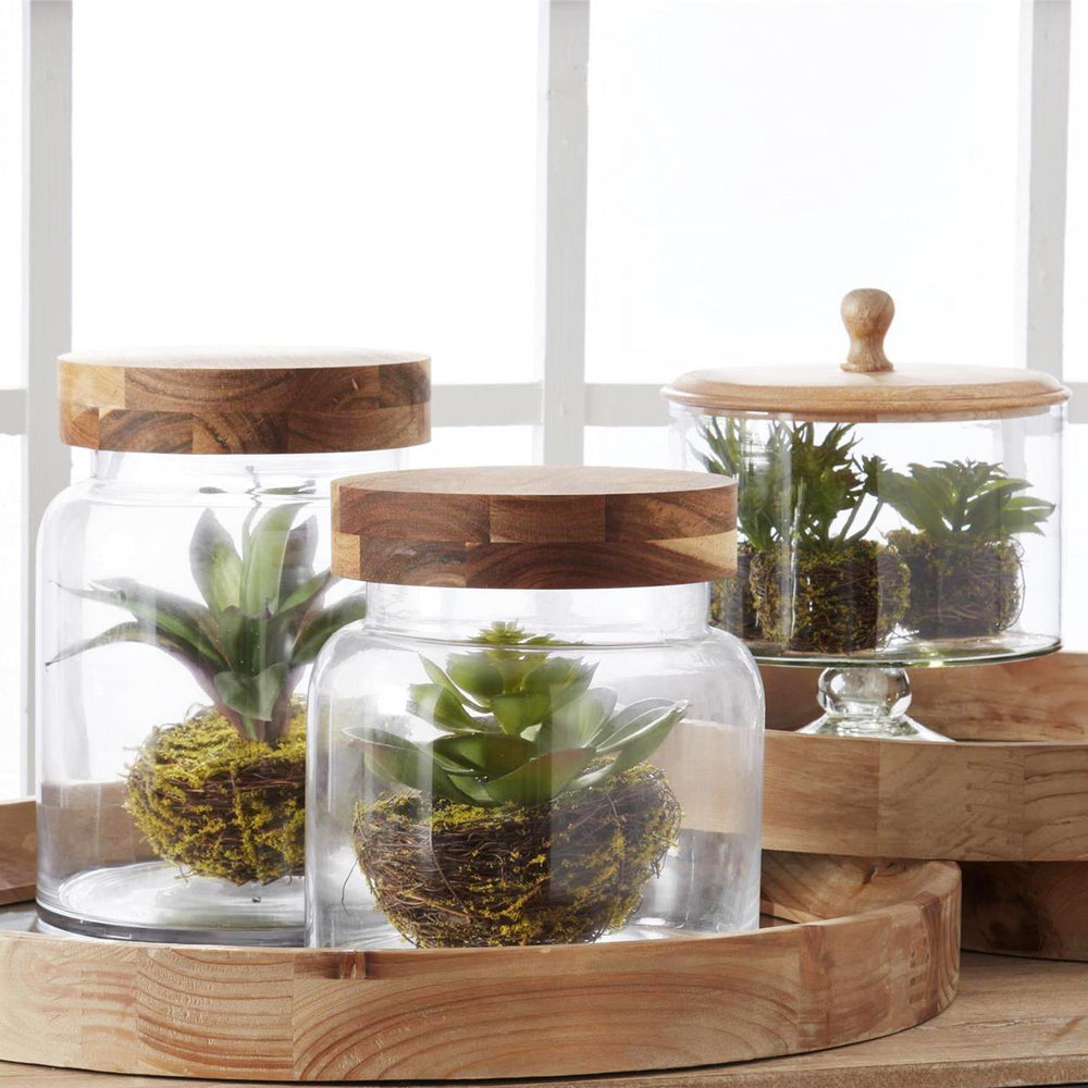 Succulents in Twig Pot Assorted - Port Gamble General Store & Cafe