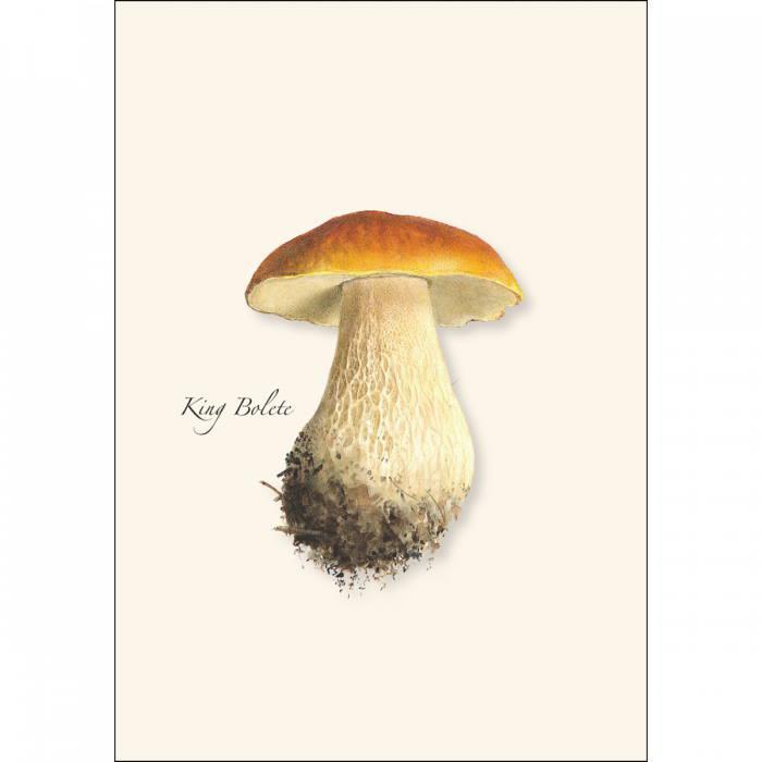 boxed blank notes featuring charming mushroom drawings