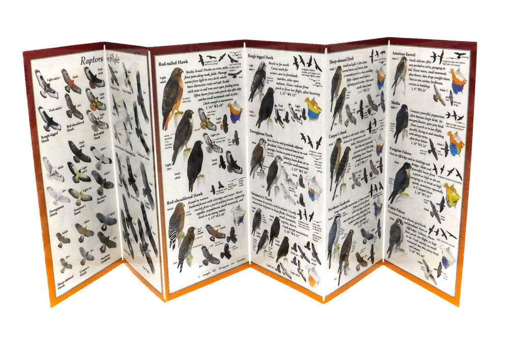 Raptors of North America Guide - Port Gamble General Store & Cafe